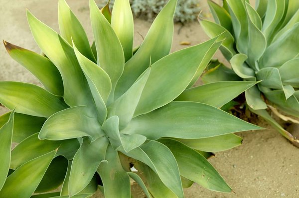 ¿Qué tipo de plantas son más adecuadas para un jardín de rocas en climas secos?